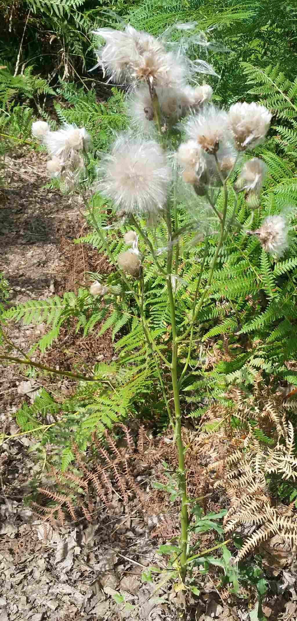 Infiorescenza di Cirsium vulgare?